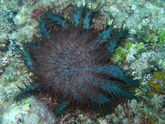 Acanthaster planci