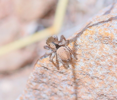 Habronattus arcalorus