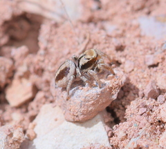 Habronattus arcalorus