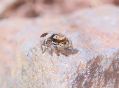Habronattus arcalorus