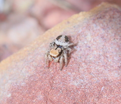 Habronattus arcalorus