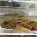 Mottled Sculpin - Photo (c) Riley Walsh, some rights reserved (CC BY-NC), uploaded by Riley Walsh