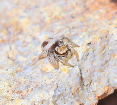 Habronattus arcalorus