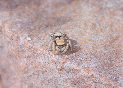 Habronattus arcalorus