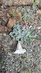 Calystegia collina oxyphylla