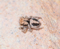Habronattus arcalorus