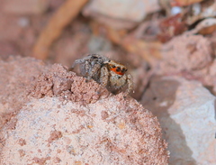 Habronattus arcalorus