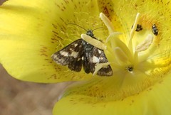 Heliothodes diminutiva