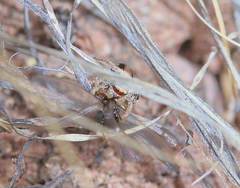 Habronattus arcalorus