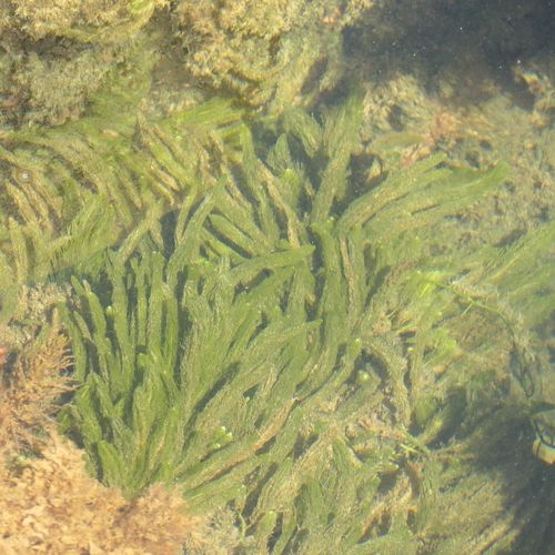 Caulerpa longifolia observed 2022-03-11