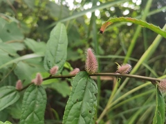 Veronicastrum axillare