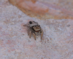 Habronattus arcalorus