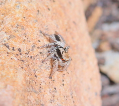 Habronattus arcalorus