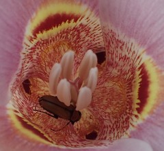 Nemognatha scutellaris