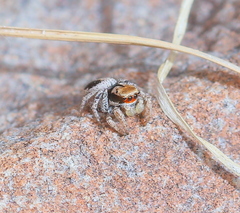 Habronattus arcalorus