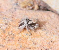 Habronattus arcalorus