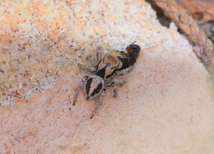 Habronattus arcalorus