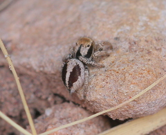 Habronattus arcalorus