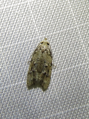 Carposinidae