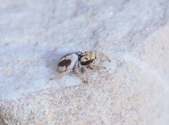 Habronattus arcalorus