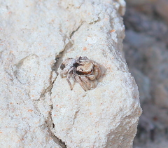 Habronattus arcalorus
