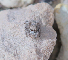 Habronattus hirsutus