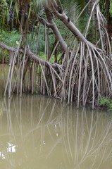 Pandanaceae