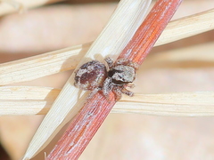 Habronattus arcalorus
