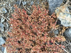 Euphorbia polycarpa polycarpa