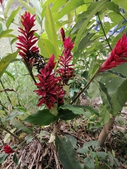 Alpinia purpurata