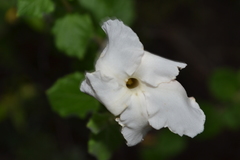 Mandevilla