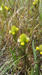 Castilleja rubicundula lithospermoides