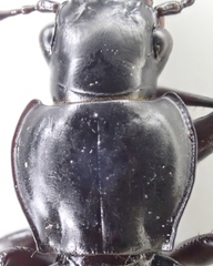 Pterostichus isabellae