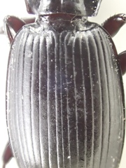 Pterostichus isabellae