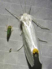 Rupela albina