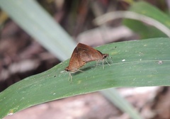 Synapte malitiosa