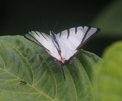 Graphium agetes