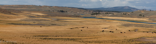 Bison bison