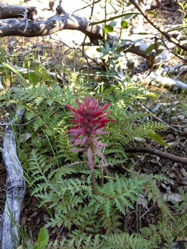 iNaturalist observation photo of Warrior's Plume