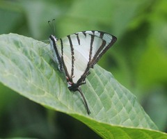 Graphium agetes