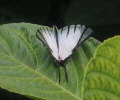 Graphium agetes