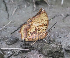 Charaxes kahruba