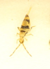 Entomobrya triangularis