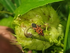 Graptostethus varipictus