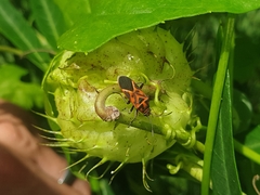 Graptostethus varipictus