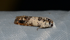 Eucosma ornatula