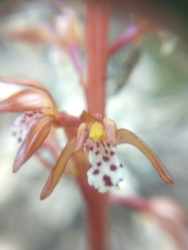 iNaturalist observation photo of spotted coralroot
