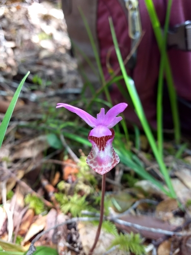 iNaturalist observation photo of Western Fairy-slipper