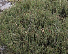 Ephedra multiflora