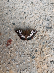 Euthalia adonia pinwilli